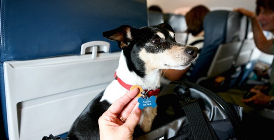 حیوانات در هواپیما