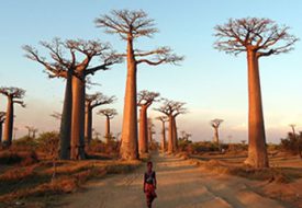 راهنمای سفر به ماداگاسکار